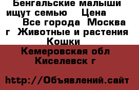 Бенгальские малыши ищут семью) › Цена ­ 5 500 - Все города, Москва г. Животные и растения » Кошки   . Кемеровская обл.,Киселевск г.